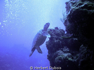 Taken on Tormentos Reef Cozumel by Herbert Dubois 